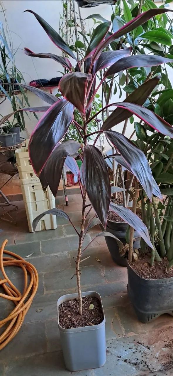 DRACENA VERMELHA 