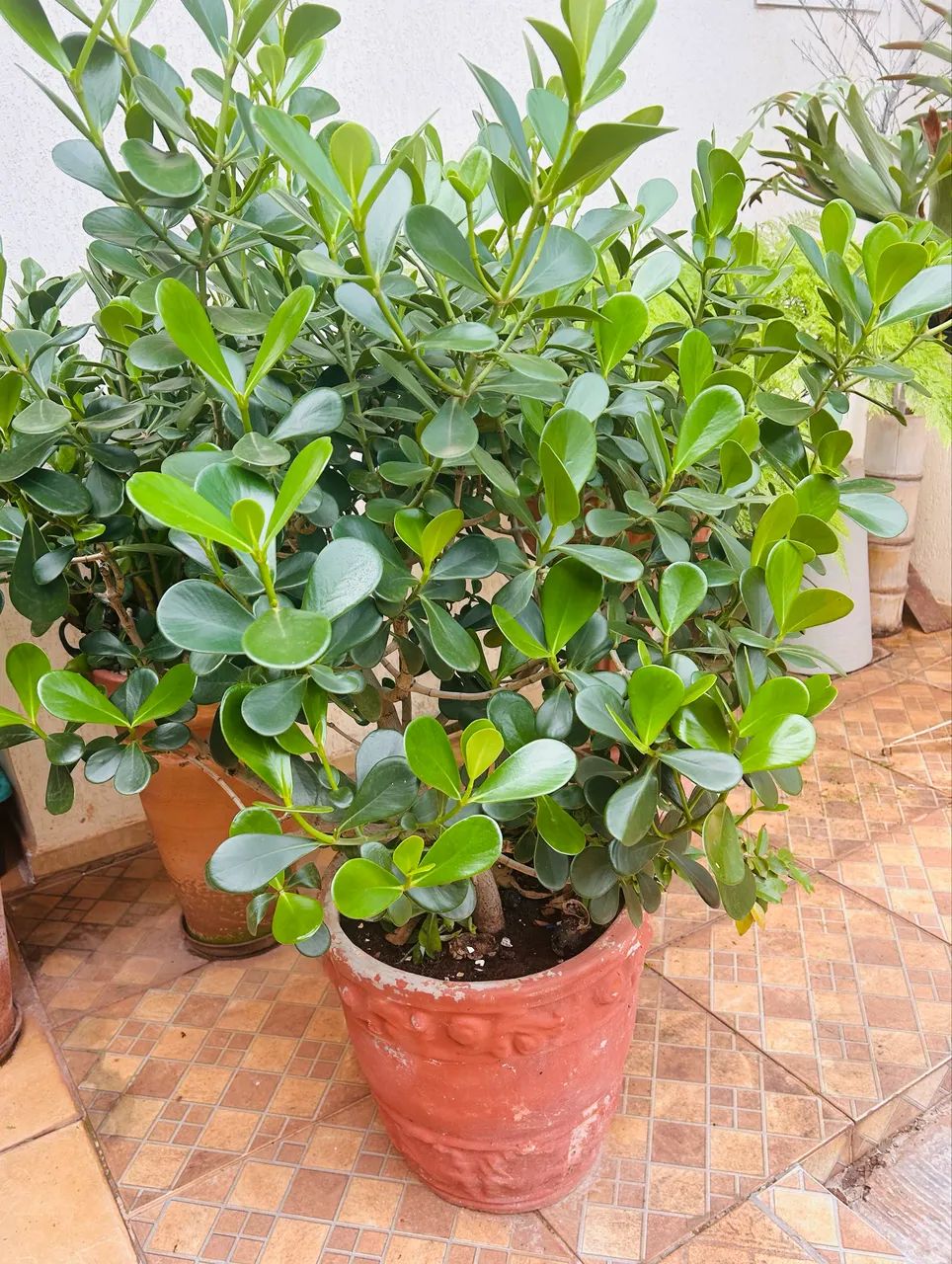 Clúsia 