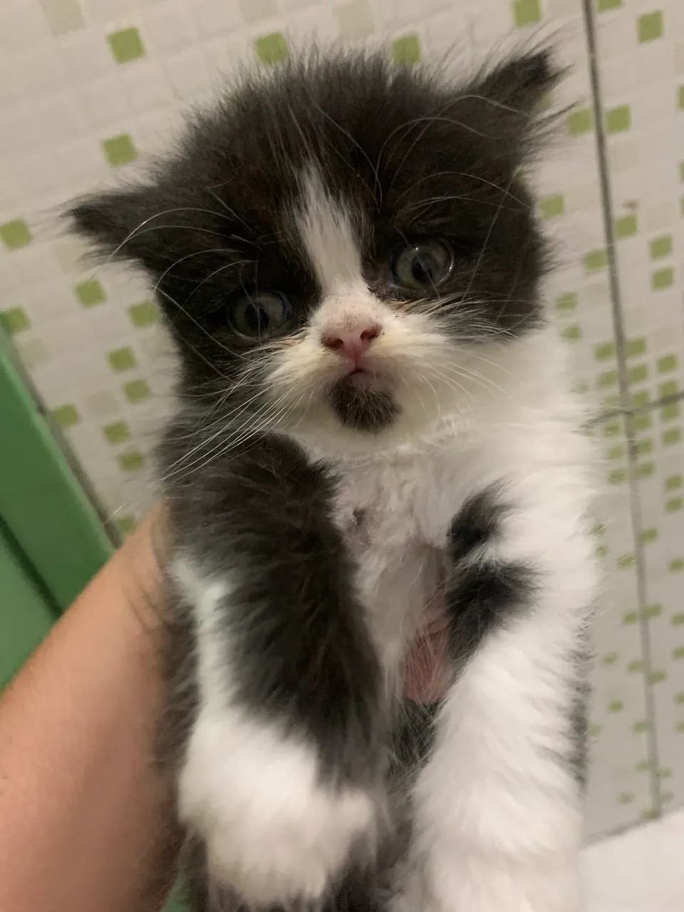 Vendo filhotes de gato Persa  - Foto 4