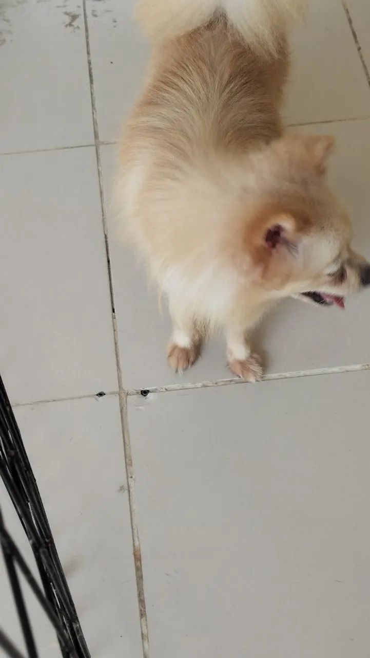 Vendo casal de splitz 3.500$$ na promoção  - Foto 2