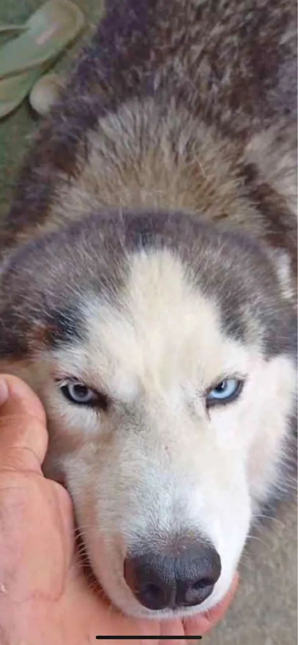 To doando meu husky - Foto 2