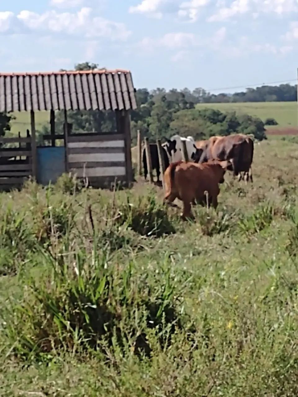Sítio a venda direto com  proprietário  - Foto 3