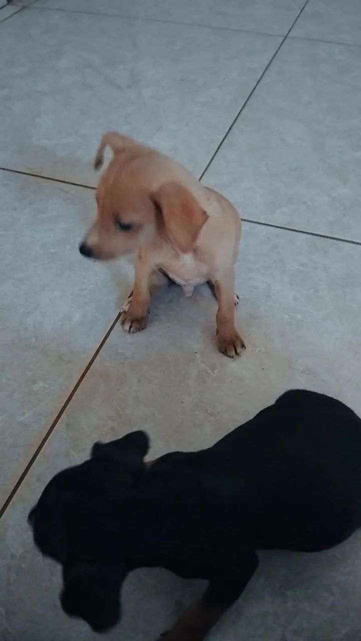 Pinscher filhotes - Foto 3