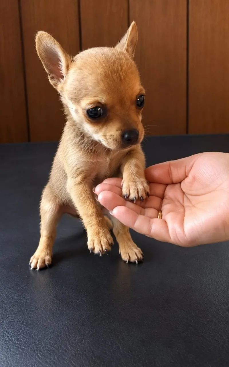 Pinscher macho
