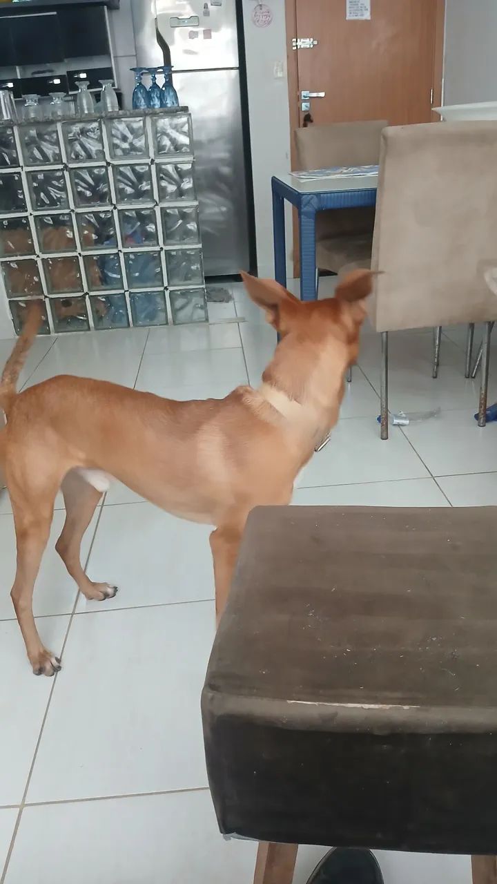 Cachorro dócil, bonito e amigavel - Foto 3