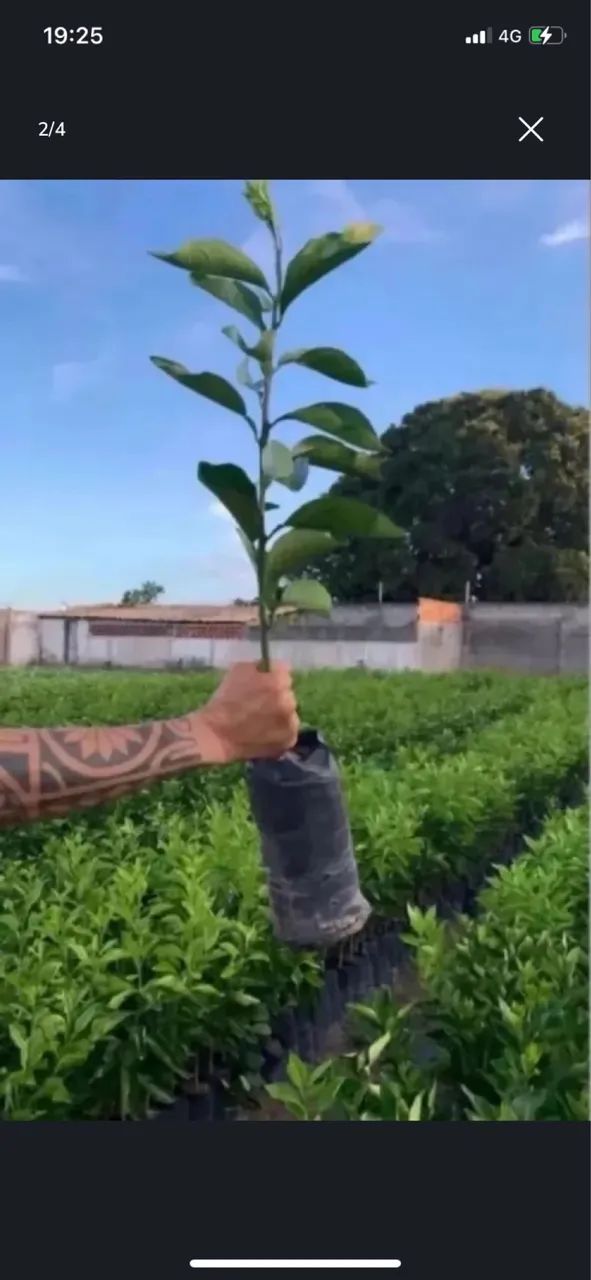 Mudas de Laranja  - Foto 2