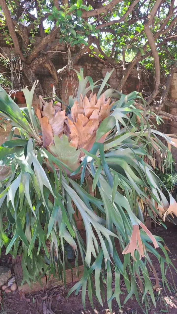 Chifre de Veado - Foto 2
