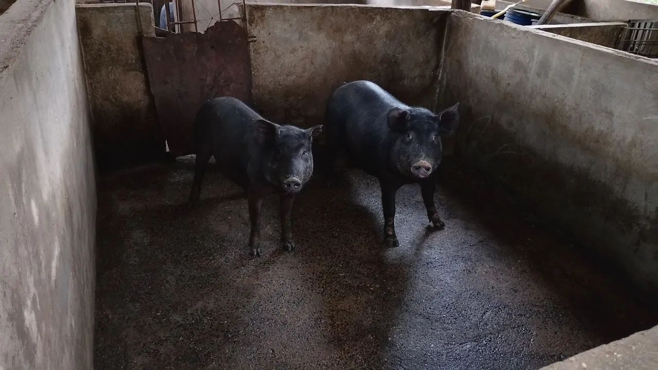 TROCO PORCA em BEZERRO - Foto 4
