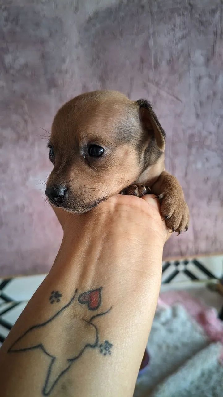 Pinscher 0 - Foto 4