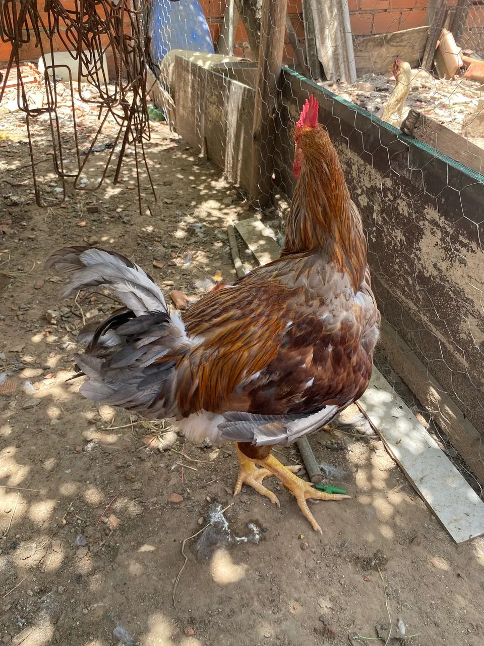 Vendo um frango barão gbs novo  - Foto 5