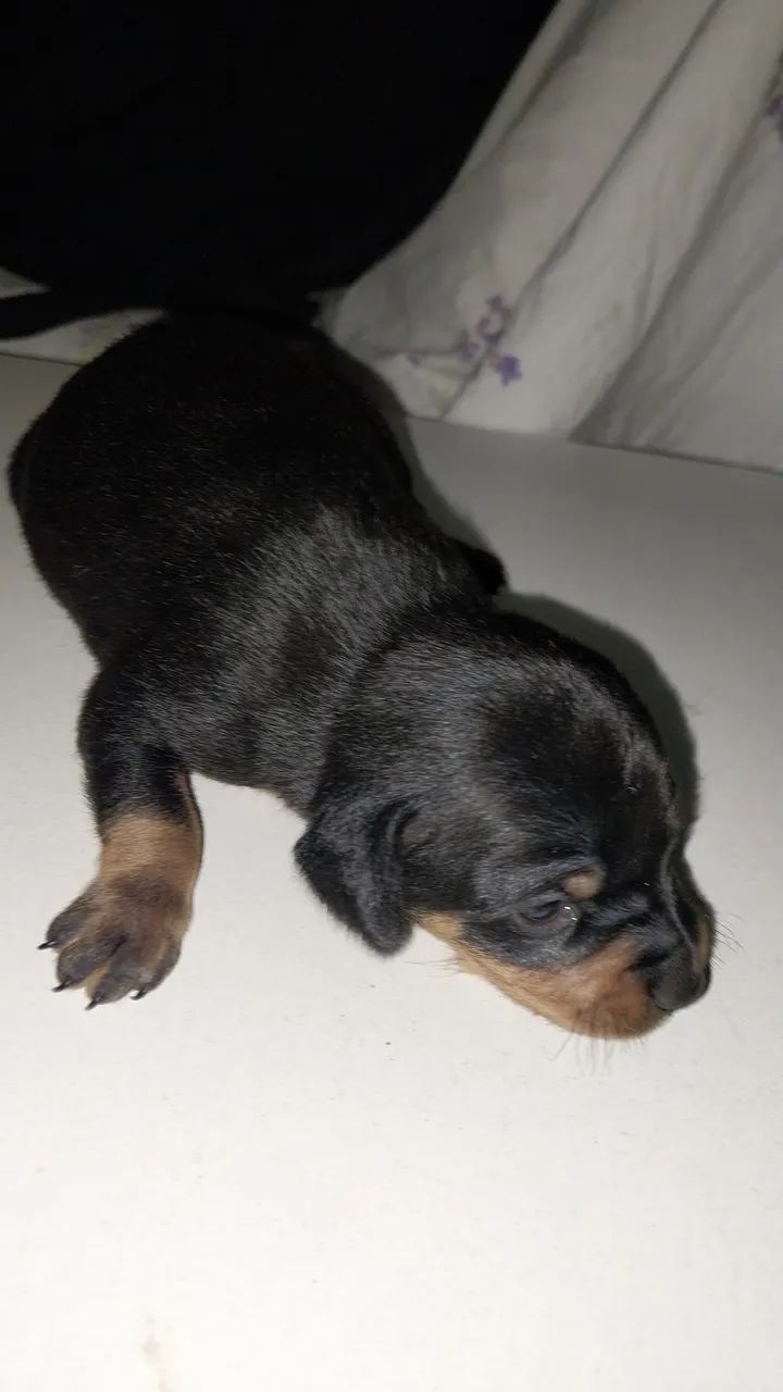 Vendo pinscher