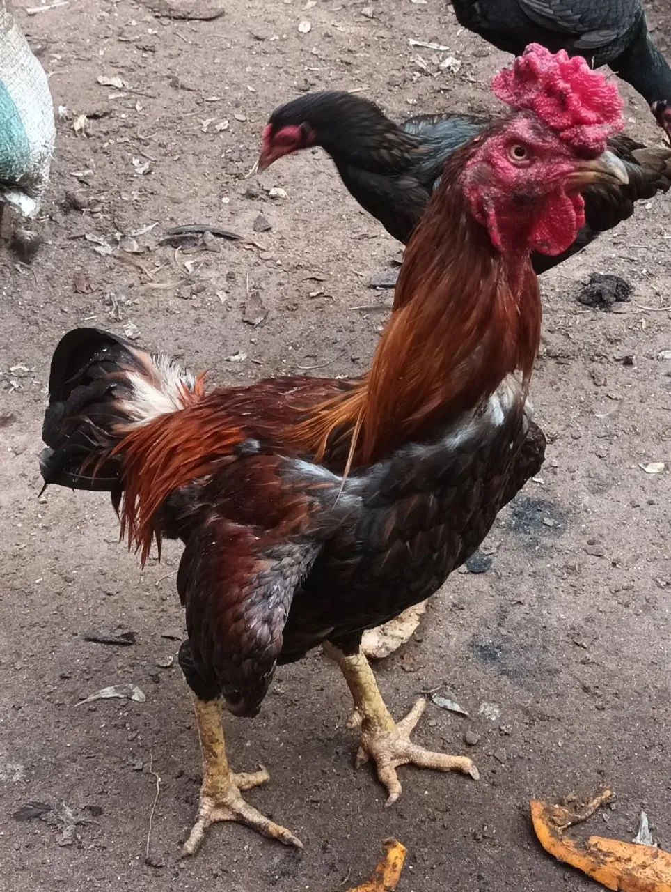 Galos, frangos e frangas.  - Foto 5