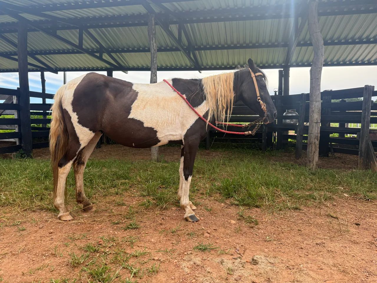 Egua manga larga muito doce l    - Foto 5