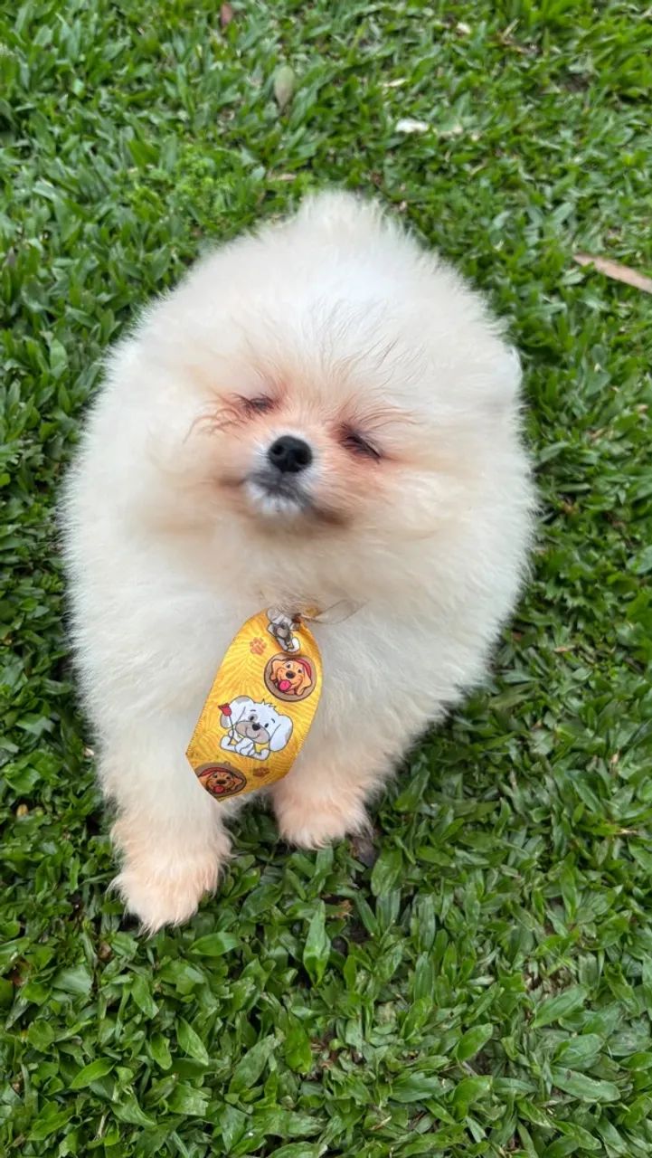 Spitz alemão  - Foto 3