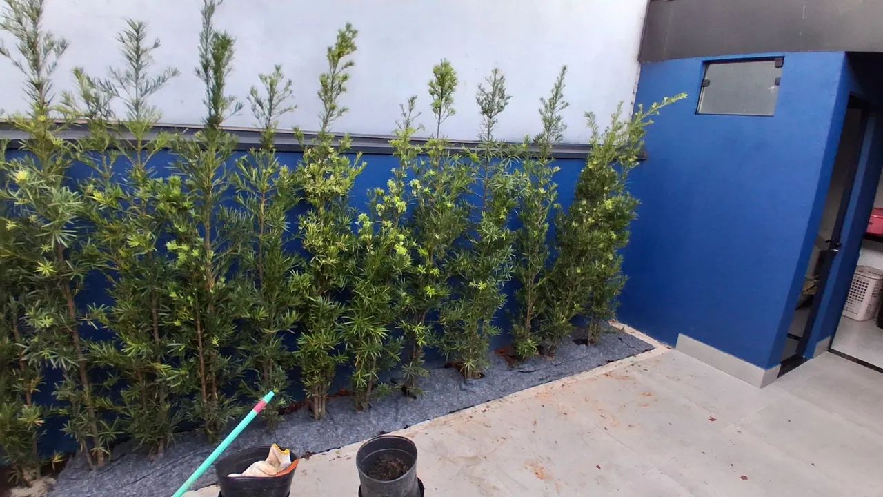 Manutenção de jardim, poda e rocagem  - Foto 2