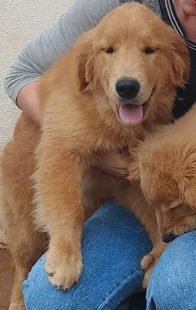 Cachorro 