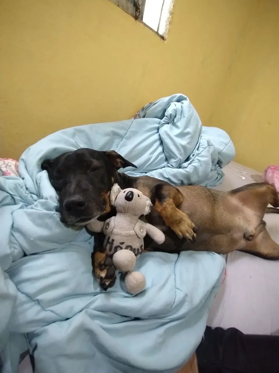 Adoção Macho Castrado  - Foto 2