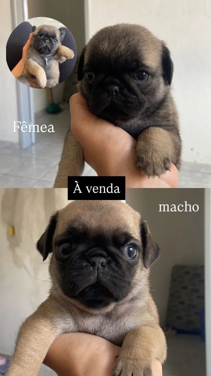 FILHOTE PUG - Foto 3