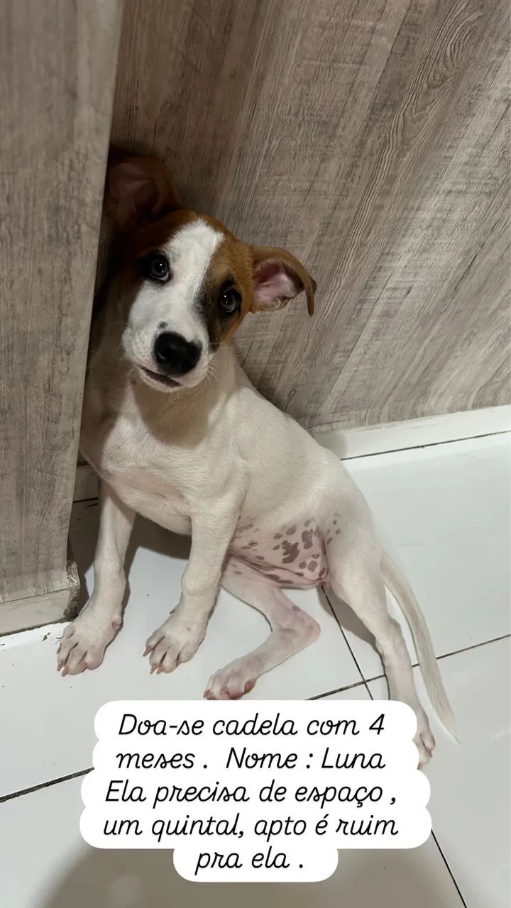 Doa-se cadela  - Foto 3