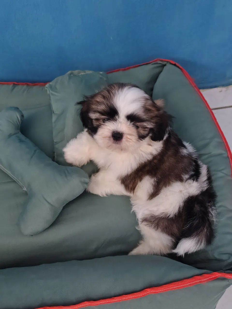 Shi tzu - Foto 2