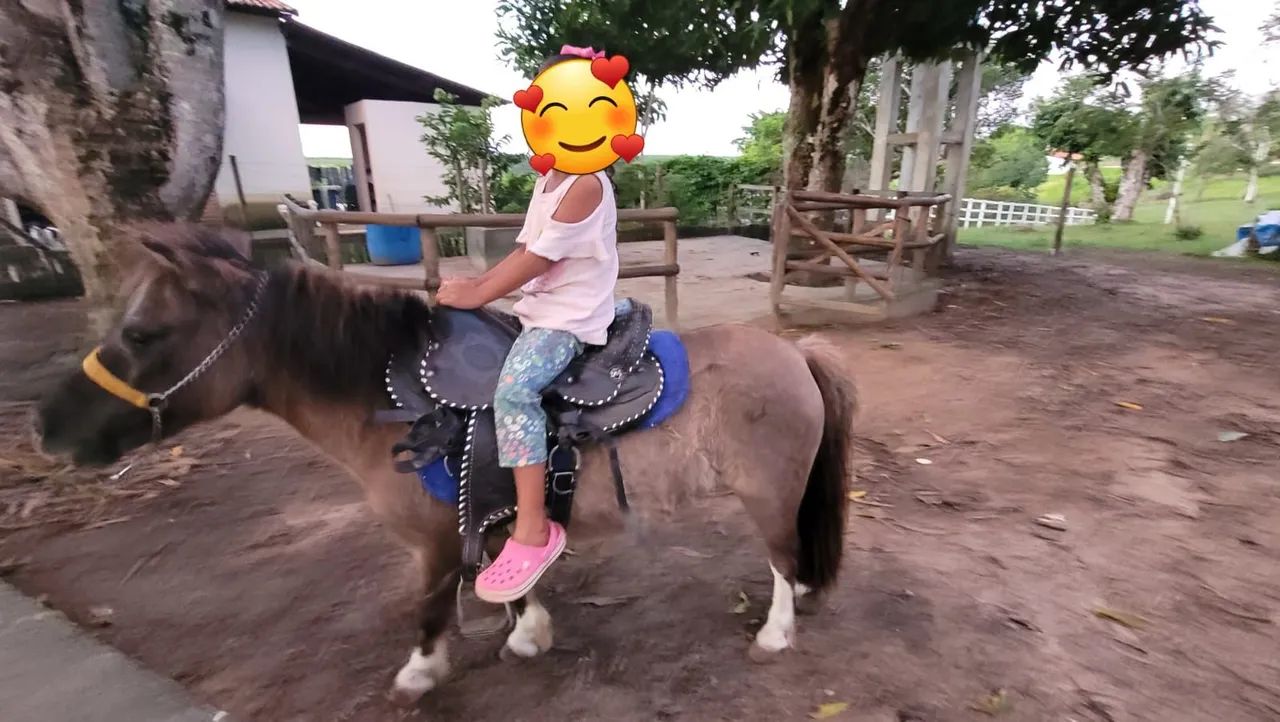 Festas com Poneis e Mini vacas - Foto 3