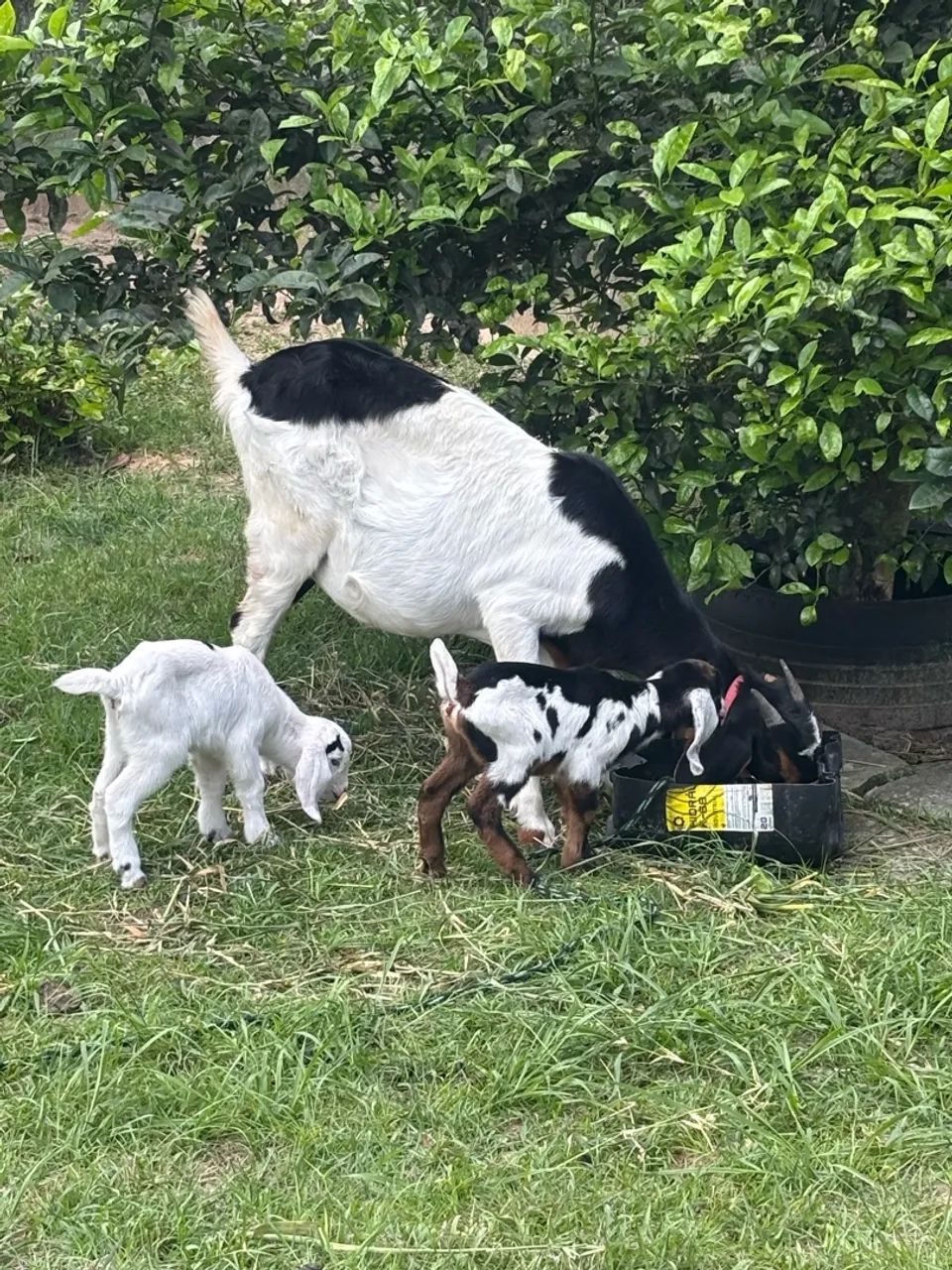 Cabras 