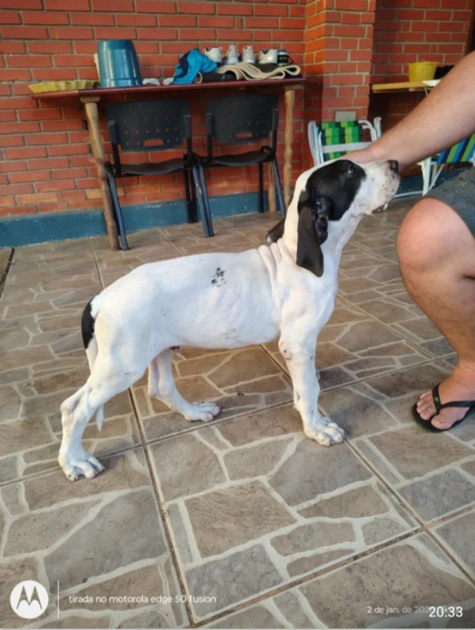 Filhotes de Dog Alemão. - Foto 5