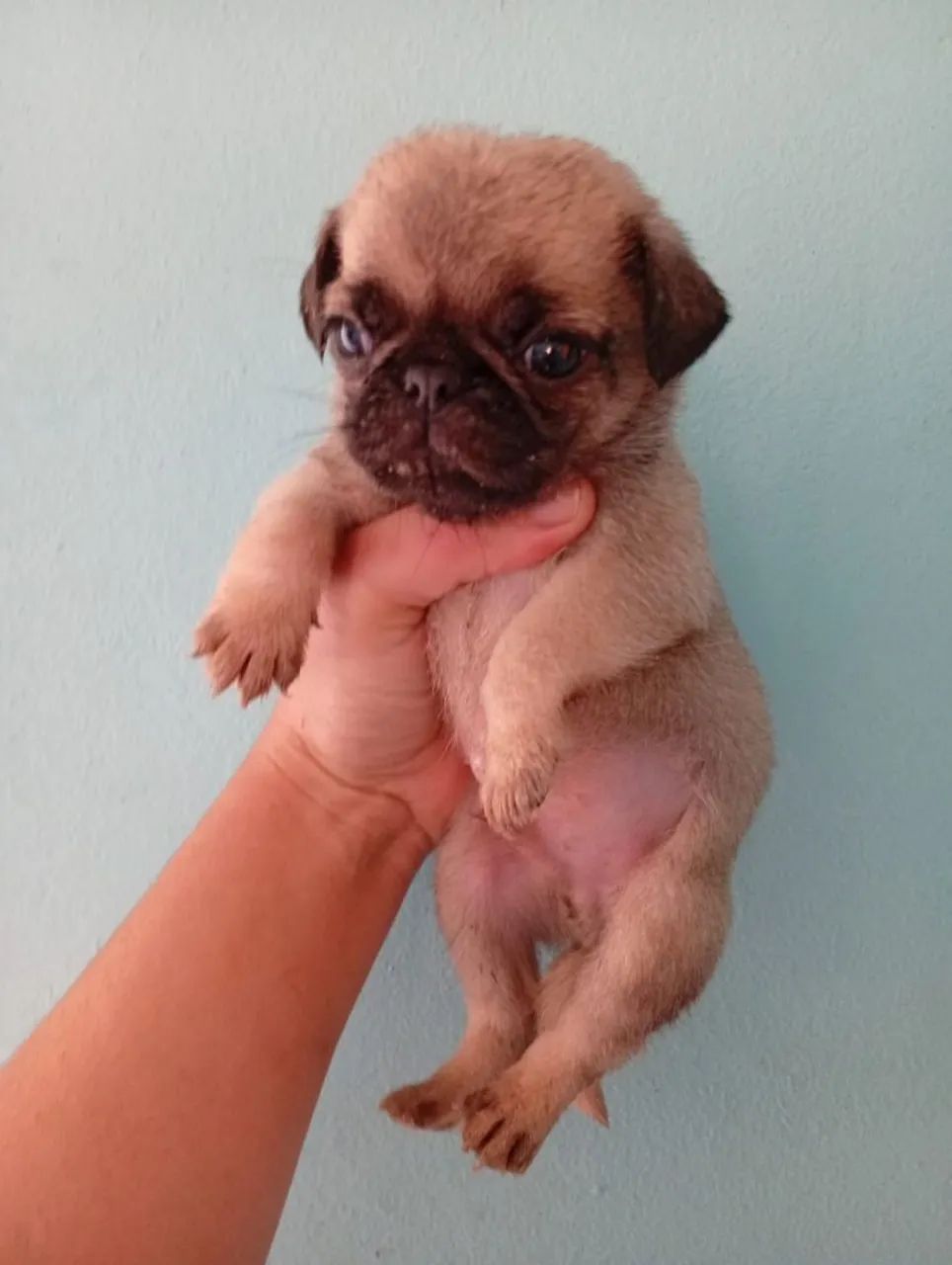 Lindos pug  - Foto 2