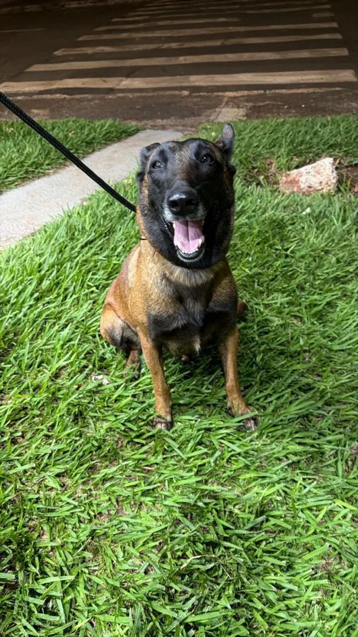 Pastor Belga Malinois  - Foto 2