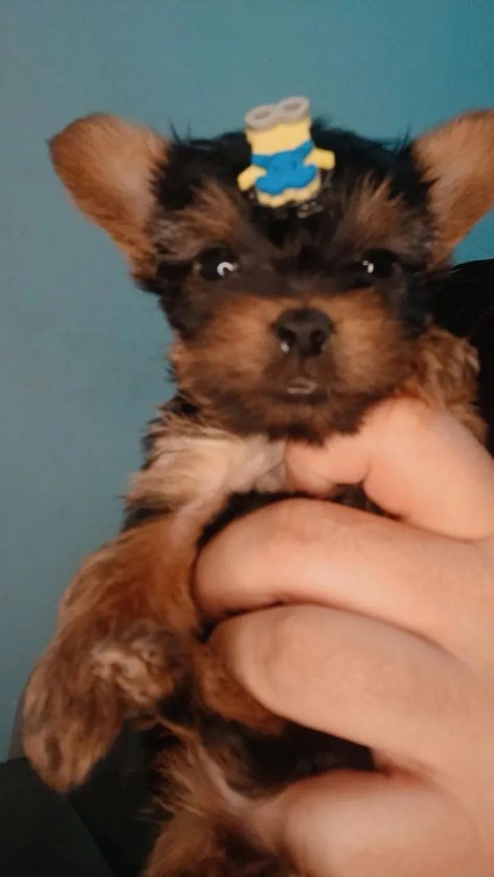 Vende se  - Foto 4
