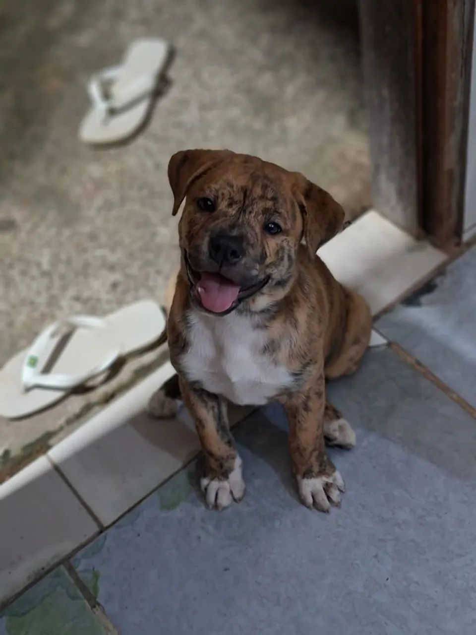 American bully  - Foto 3