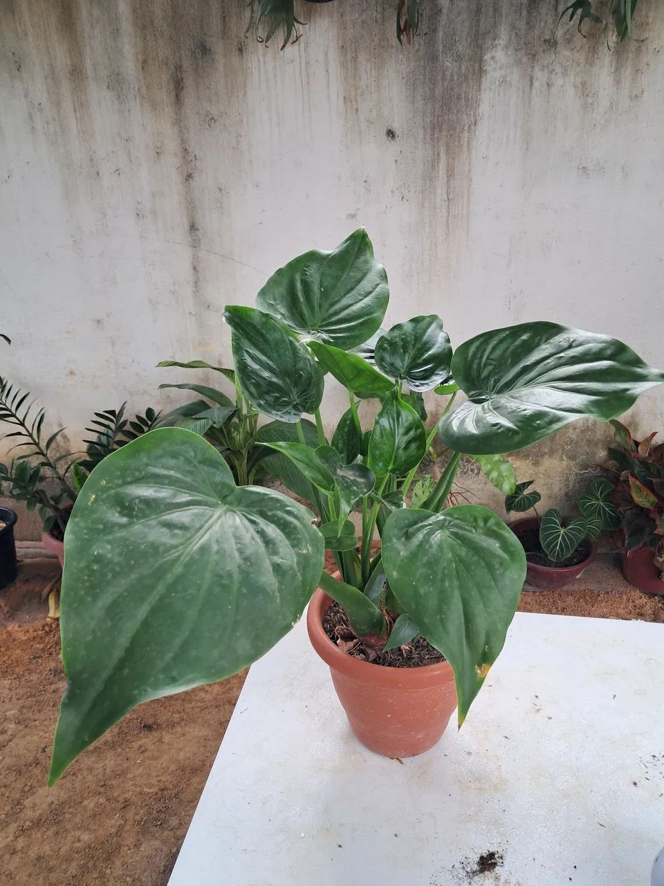 Planta  - Foto 2