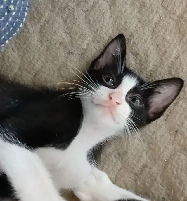 Gatinhos para doação  - Foto 4