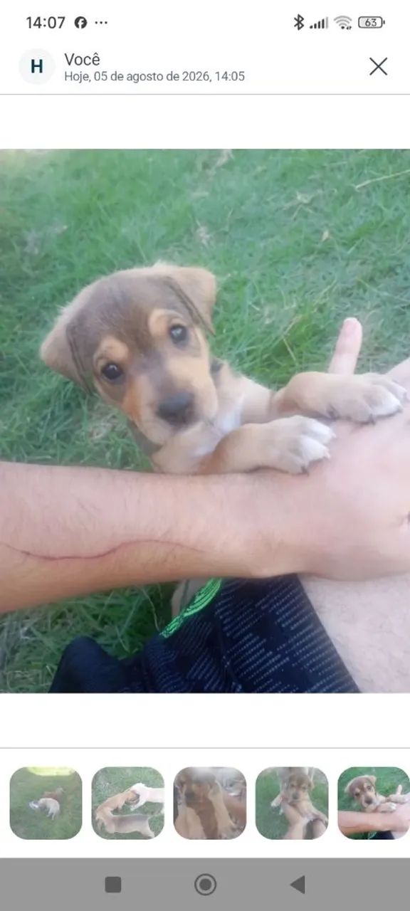 Cachorrinha pra adoção 
