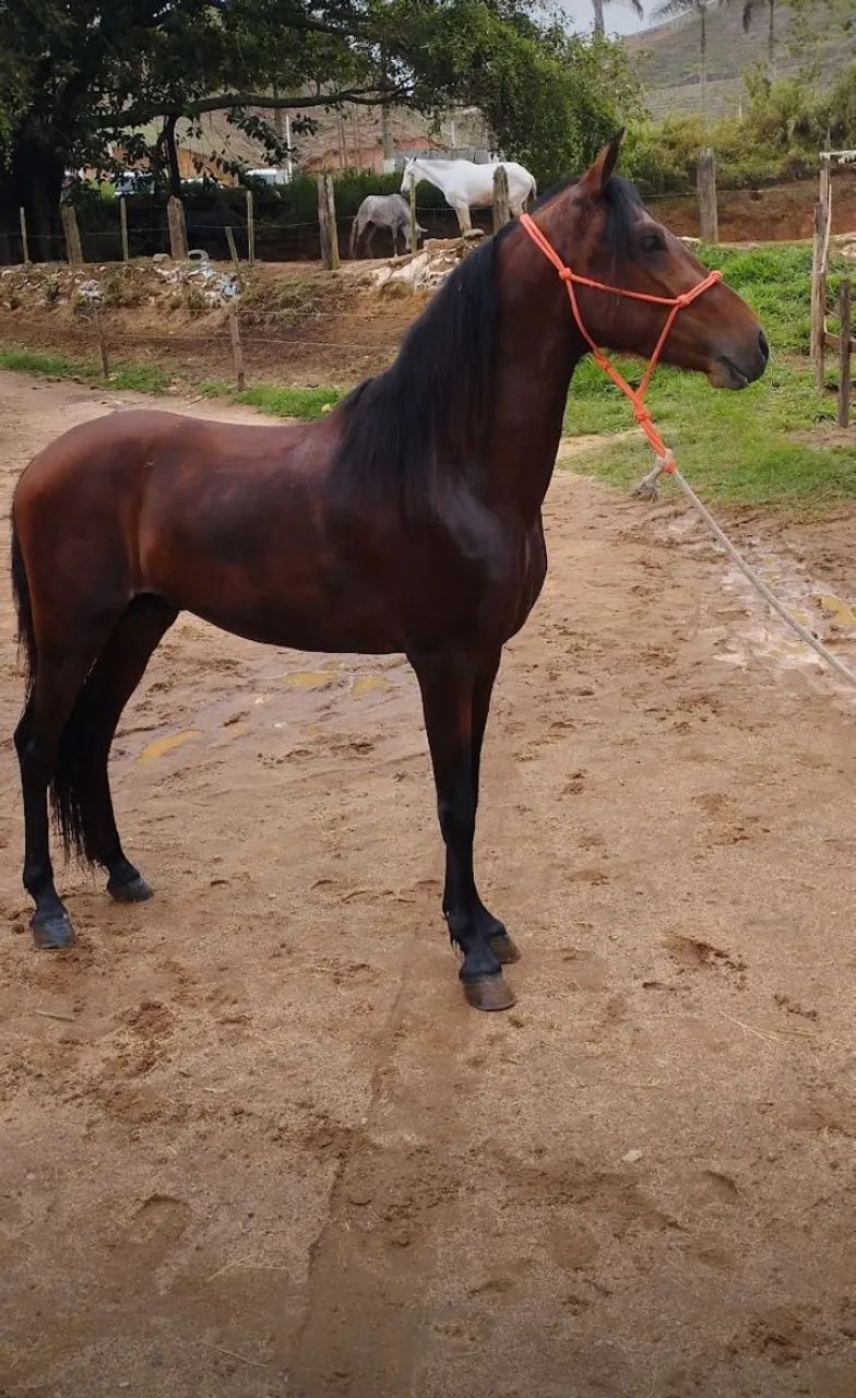 Vendo filho do império do centauro 