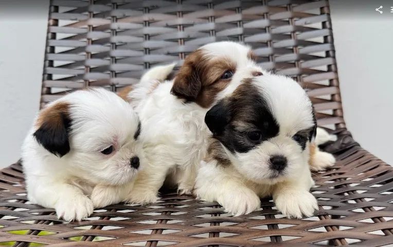 Filhotes de shih-tzu puros