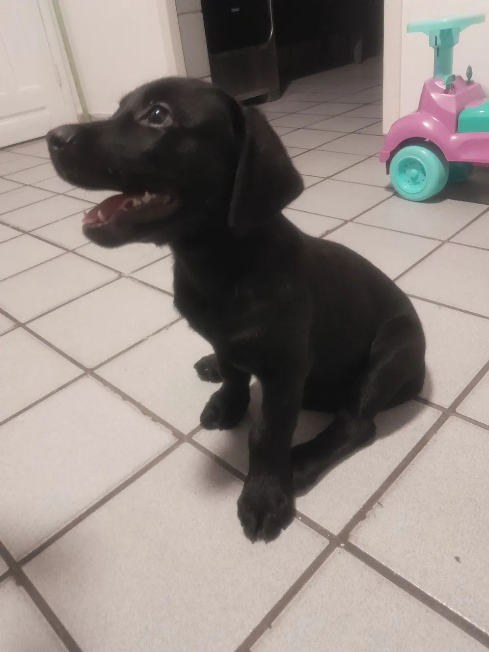 Labrador  - Foto 3