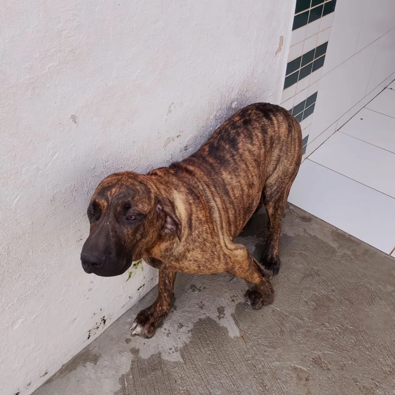 Fila Brasileiro - Foto 2