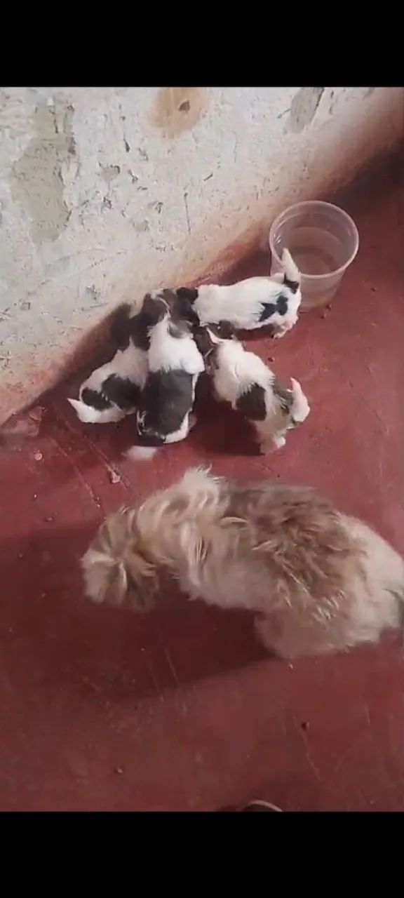 Cachorro  - Foto 2