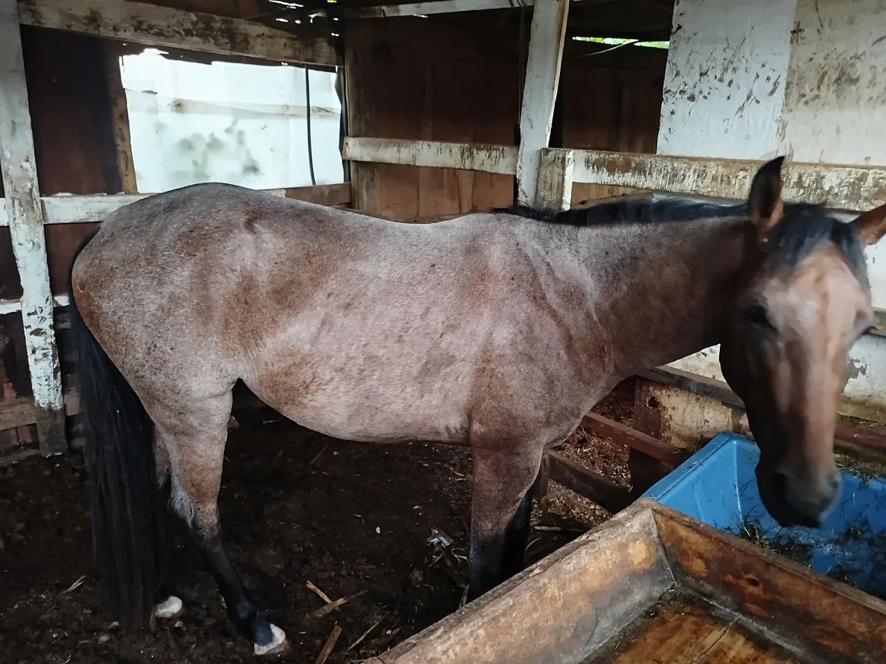 Cavalo QM registrado - Foto 2