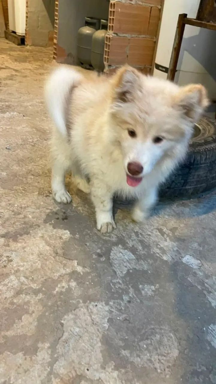 Husky Siberiano  - Foto 4