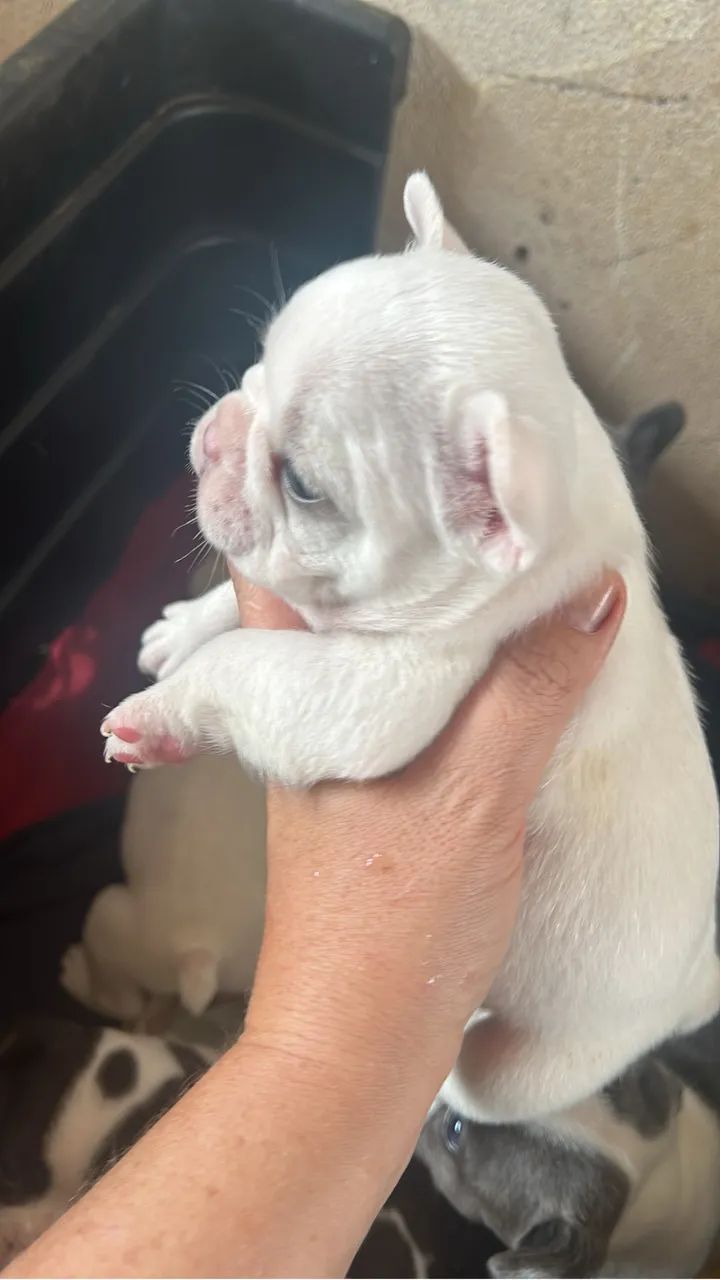 Cachorro  - Foto 4