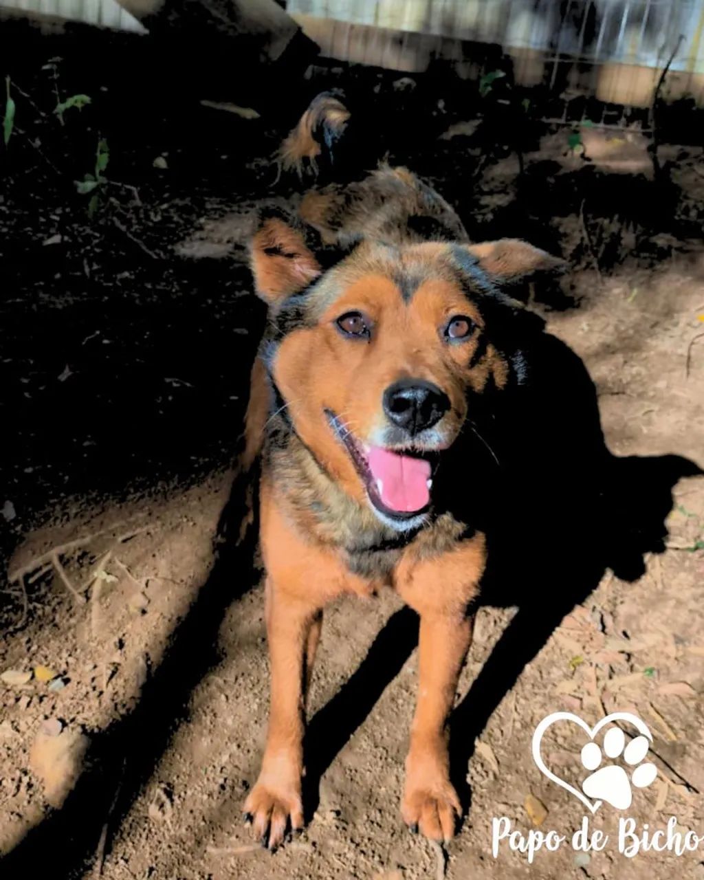 Cacau para adoção  - Foto 3