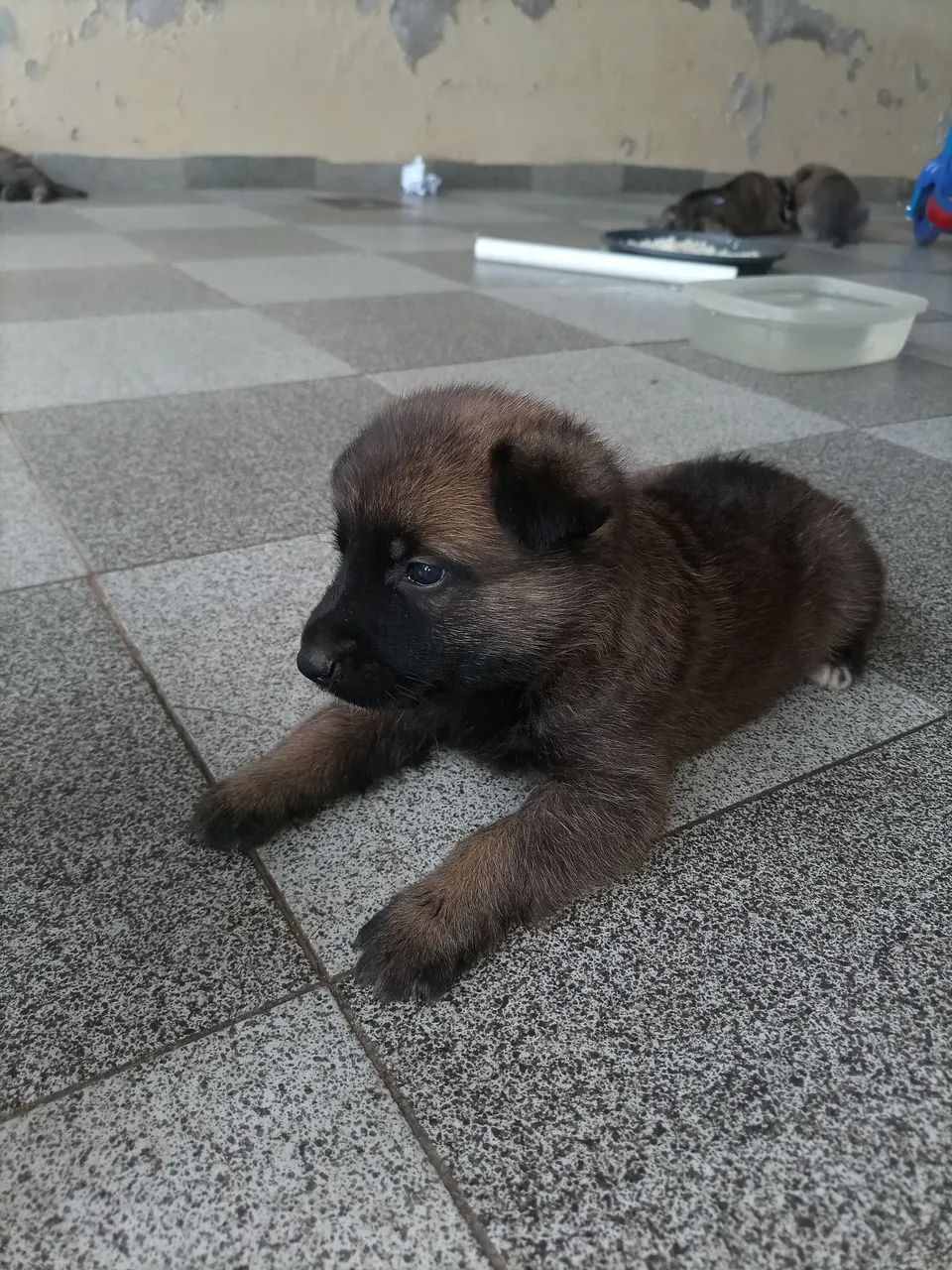 FILHOTES PASTOR BELGA MALINOIS - Foto 4