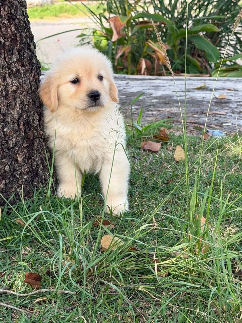 Golden Retriever  - Foto 3