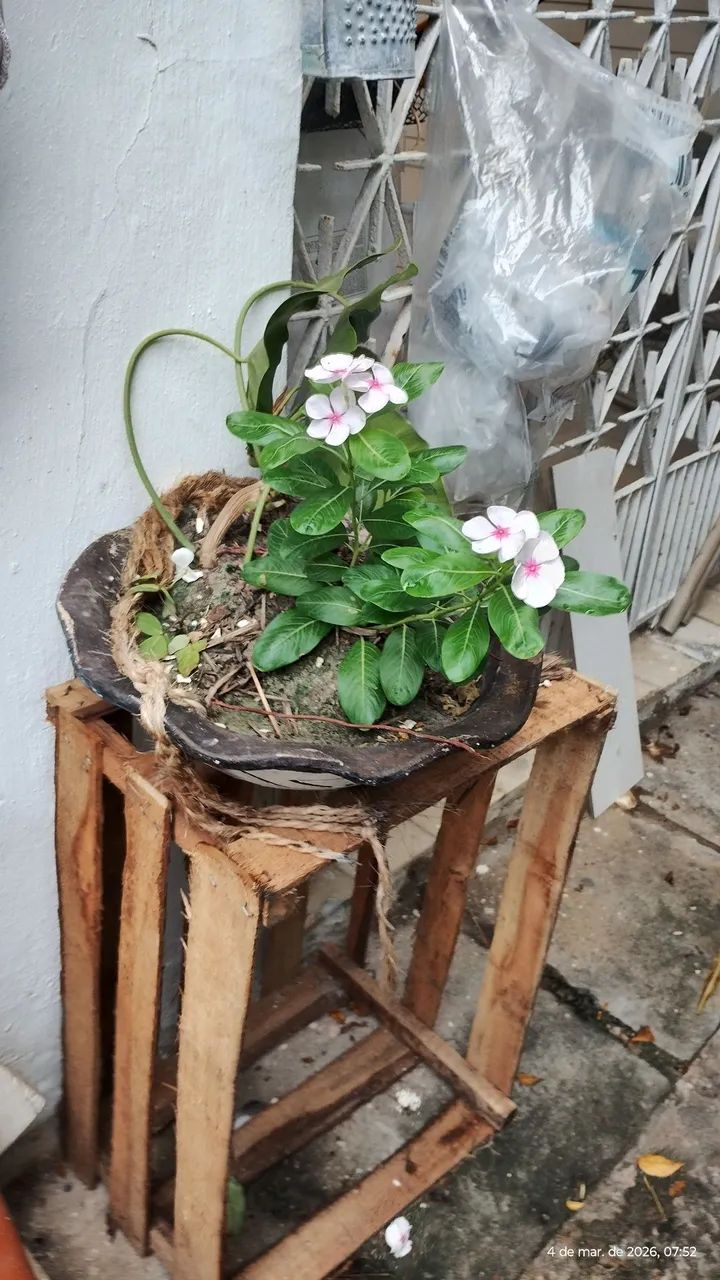 plantas  - Foto 5