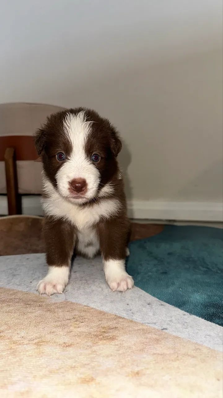 Filhotes de Border collie  - Foto 3