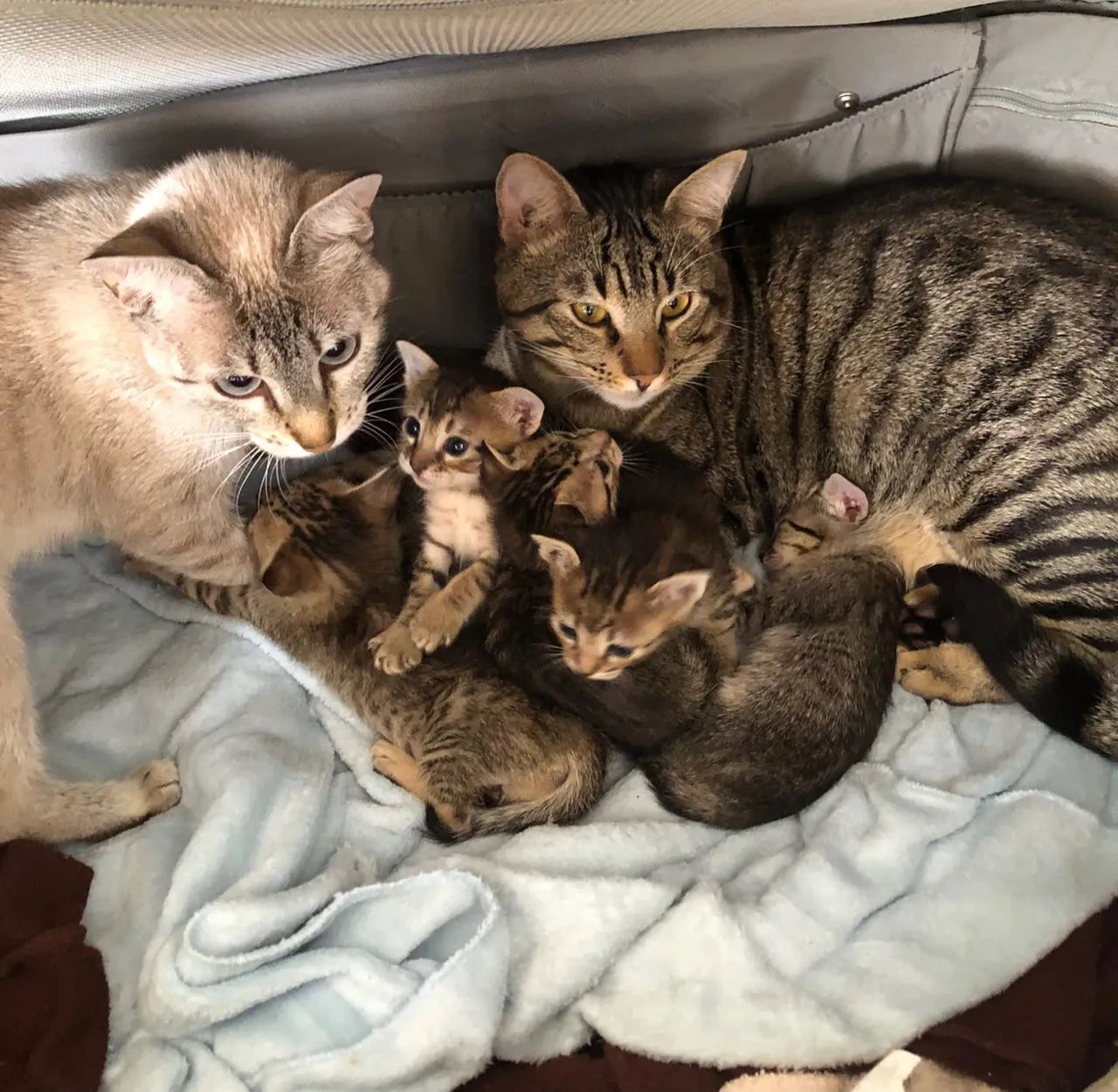 Gatinhos para doação - Foto 3