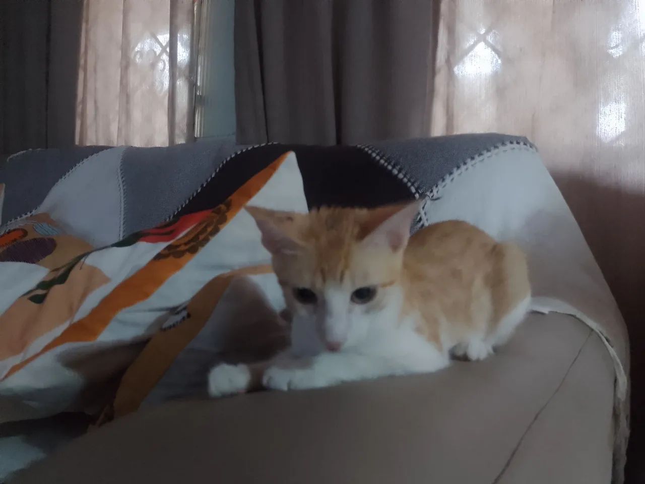 Gato Macho Amarelo e branco.