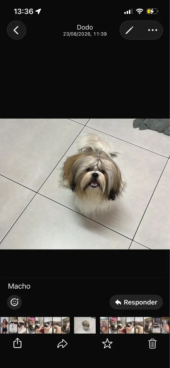 FILHOTE DE SHIH TZU  - Foto 3